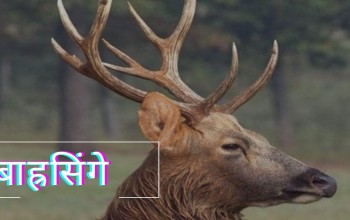 देखिनछाड्यो निकुञ्जमा बाह्रसिंगे 